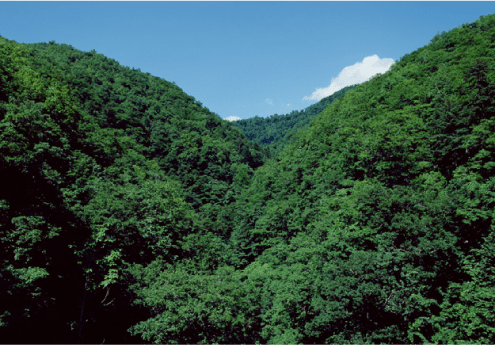 山林の買付・伐採